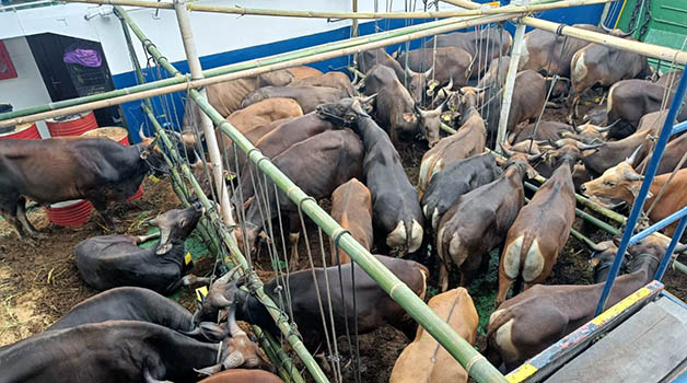 DIKEMBALIKAN: Sebanyak 49 ekor sapi dari Toli-Toli dikembalikan ke daerah asal karena tidak dilengkapi dokumen resmi.