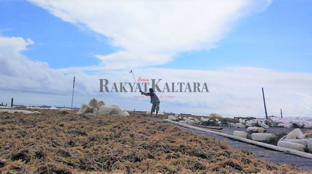 SESUAIKAN ZONA: Budidaya rumput laut perlu memperhatikan zona tanam sesuai aturan yang berlaku.