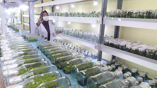 HASIL KULTUR JARINGAN: Ratusan tunas pisang Cavendish dalam botol kaca di laboratorium milik DKPP Surabaya.