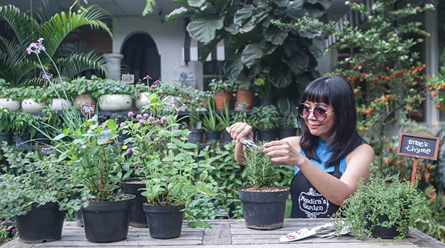 PENUH PERJUANGAN: Lisa Mandira memotong daun rosemary kering. Menanam rosemary termasuk paling susah bagi Lisa.