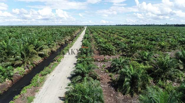 SEKTOR PERKEBUNAN: Produksi kelapa sawit memiliki nilai strategis, bahkan berkontribusi pada PDRB di Kaltara.