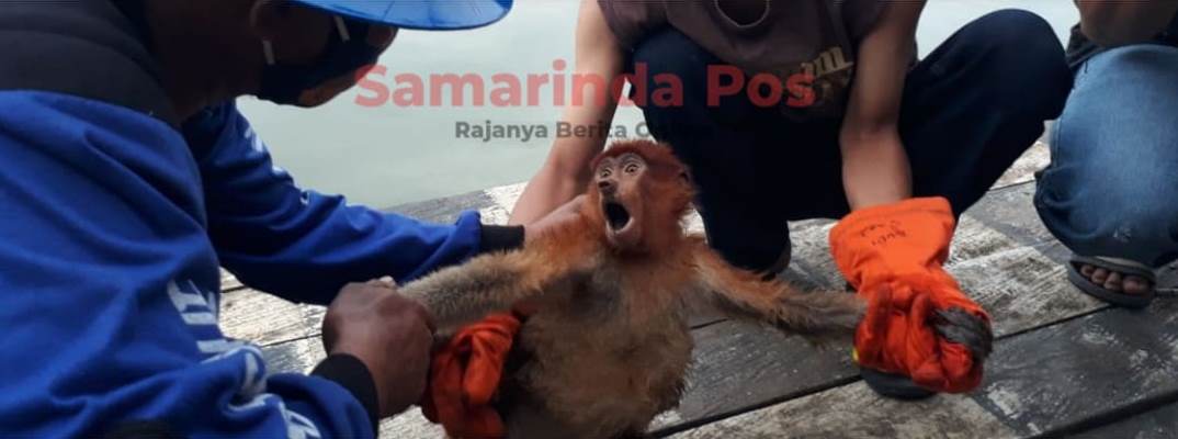 Bekantan muda teriak saat diamankan.