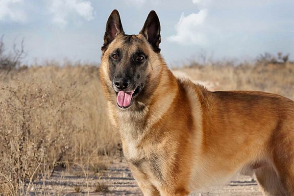 DITOLAK: Ilustrasi anjing jenis Belgian Malinois. Balai Karantina Hewan Karantina Pertanian Balikpapan menolak saat hewan cerdas ini coba dimasukkan ke Balikpapan tanpa kelengkapan dokumen karantina.