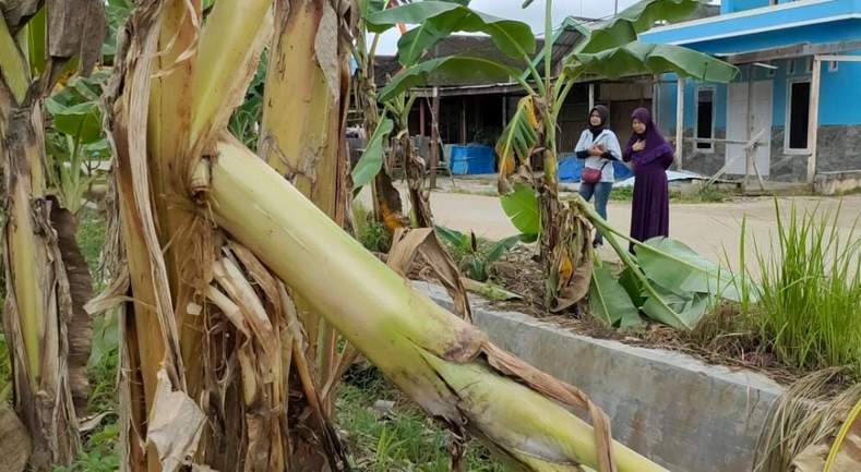 LINGKUNGAN: Sejumlah pohon pisang di Sungai Keledang rusak diduga ulah korban konten negatif.