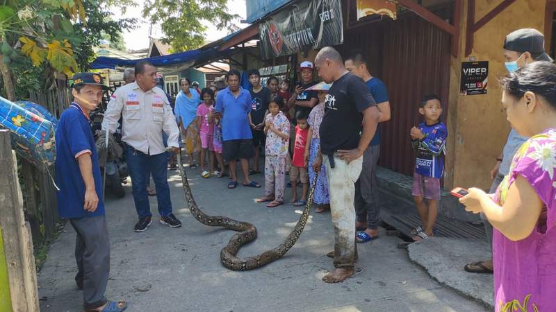 BIKIN RESAH. Ular piton berukuran besar diamankan Tim SAR di sekitaran kuburan di kawasan Teluk Lerong, Minggu (7/11) pagi. (IST)