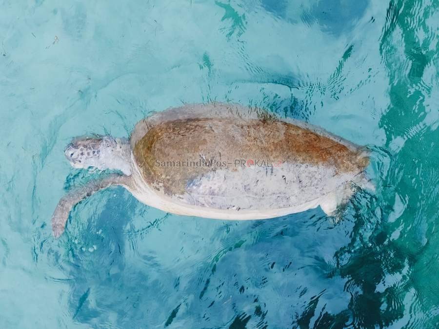 SATWA: Penyu hijau ditemukan mati diduga terkena baling-baling speedboat.