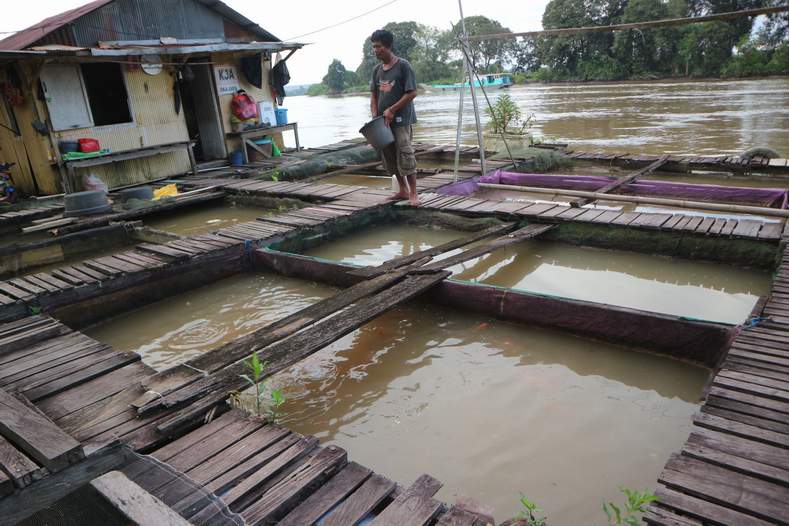 SOLUSI ALTERNATIF: Budi daya ikan tambak air tawar dan laut harus digencarkan untuk menekan terjadinya penangkapan ikan secara berlebihan.
