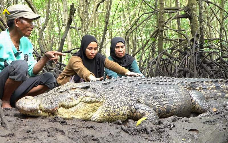 LINGKUNGAN: Ambo menghampiri buaya Riska di lahan bakau. (YouTube Fitriyani Riska)