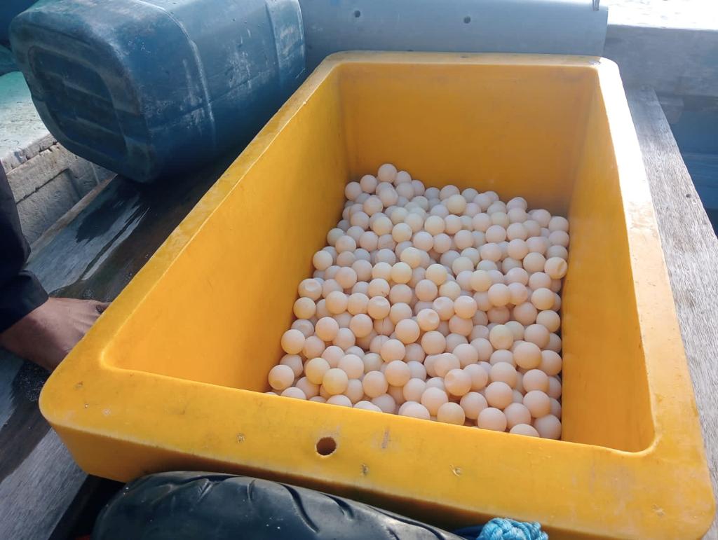 AMANKAN TELUR PENYU: Tim gabungan saat mengamankan pelaku pencurian telur penyu.