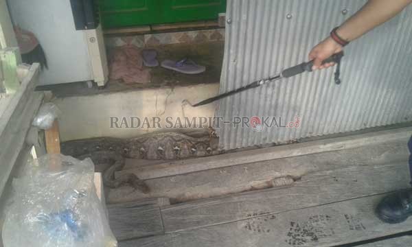 BIKIN HEBOH: Ular piton yang ditemukan sedang kekenyangan setelah memangsa ternak warga di Jalan DI Panjaitan, Sampit, Jumat (3/1).(KADIS/RADAR SAMPIT)