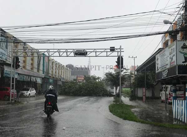 TUMBANG : Pohon tumbang yang melintang di tengah jalan Pelita Timur, Jum’at (10/1)(IST/ RADAR SAMPIT)