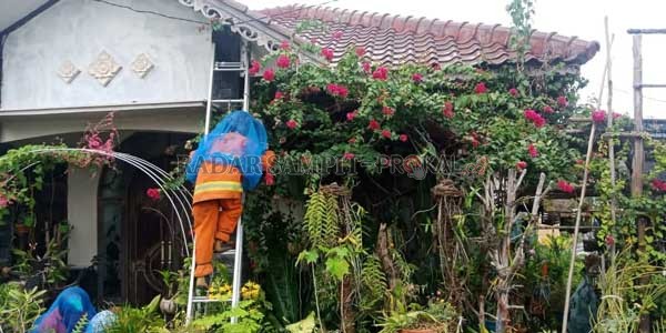 EVAKUASI: Petugas berusaha memindahkan sarang tawon ndas menggunakan pelindung lengkap.(DODI/RADAR SAMPIT)