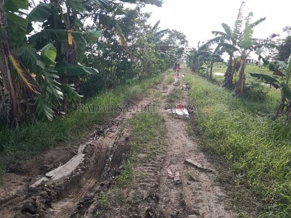 BERLUMPUR: Kondisi salah satu jalan pertanian milik masyarakat di daerah Beriut, Desa Persil Raya, Kecamatan Seruyan Hilir, Kabupaten Seruyan yang berlumpur dan sulit dilalui jika musim hujan tiba.( ALDI SETIAWAN/RADAR SAMPIT)
