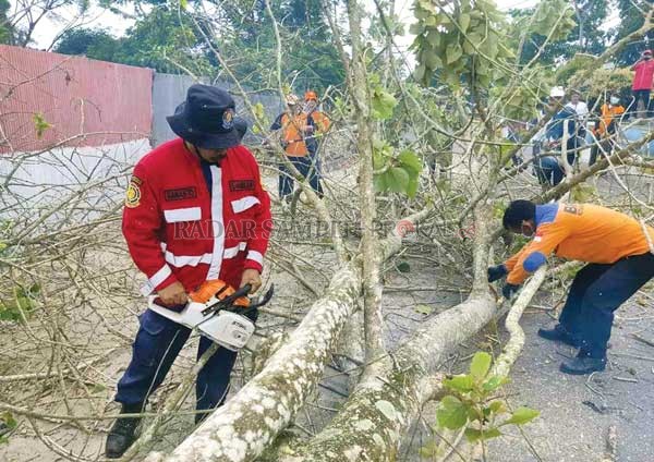 PENEBANGAN : Anggota gabungan dari Satpol PP dan Damkar, BPBD, DLH dan instansi terkait lainnya saat menebang pohon mati.(SATPOL PP/RADAR PANGKALAN BUN)
