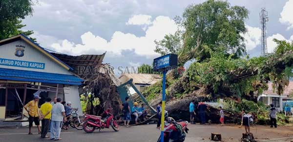 POHON TUMBANG : Terlihat para pekerja saat memotong pohon besar yang menimpah beberapa bangunan dan mobil di wilayah Ujung Murung.(ALEXANDER/RADAR SAMPIT)