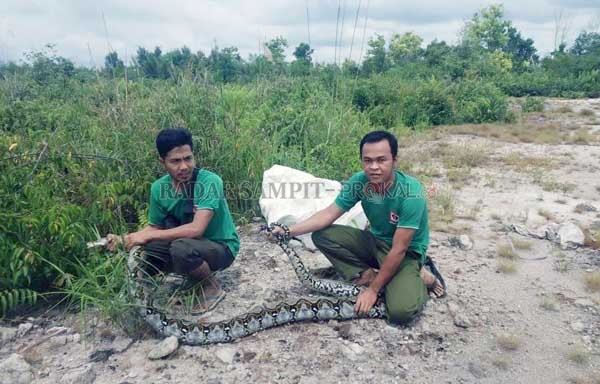 LIAR: Dua orang warga saat melakukan penangkapan terhadap ular sanca kembang sepanjang tiga meter di permukiman Jalan MT Haryono, Sampit, Rabu (29/1).(BKSDA/RADAR SAMPIT)