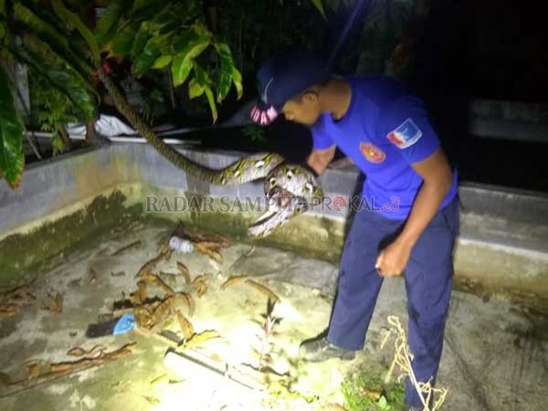EVAKUASI : Animal Rescue Regu III PHL Damkar Kobar melakukan evakuasi ular pyton sepanjang 3 meter dengan bobot 10 kilogram di dalam kandang ayam, Jumat (31/1) pukul 03.00 WIB.(DAMKAR KOBAR/RADAR PANGKALAN BUN)