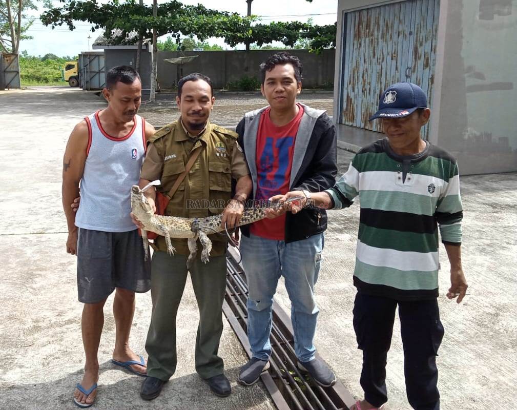 ANAK BUAYA: Karyawan PT Saprotan Utama saat menyerahkan buaya muara sepanjang 105 centimeter yang diamankan dari selokan di sekitar gudang pupuk, Senin (3/2). (ISTIMEWA/RADAR PANGKALAN BUN)