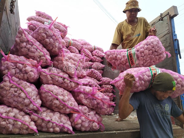 Pekerja sedang menurunkan bawang putih dari truk, Kamis (13/2). Sebelumnya harga bawang putih sempat meroket dan kini sudah berangsur turun. USAY NOR RAHMAD/RADAR SAMPIT