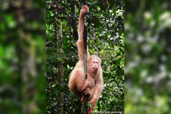 AKTIF:  Alba,  Orangutan albino  yang kini sudah hidup berkelompok dan seperti Orangutan lainnya di Taman Nasional Bukit Baka Bukit Raya (TNBBBR), Kabupaten Katingan.(Istimewa BOS)
