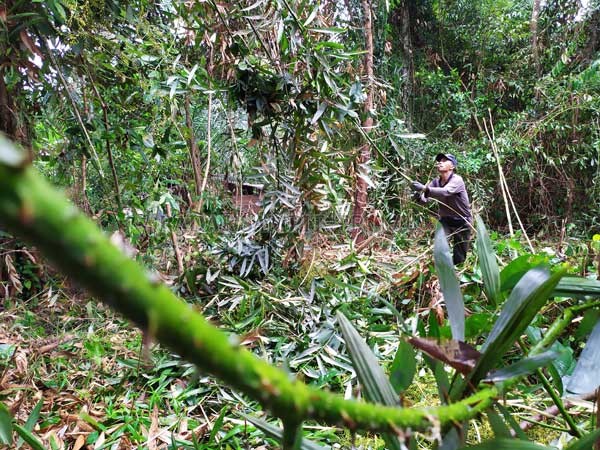 PANEN ROTAN: Salah seorang petani manetes ( memanen rotan)  dari hutan di Desa Telaga Baru, Kecamatan Mentawa Baru Ketapang, Selasa (17/3).(USAY NOR RAHMAD/RADAR SAMPIT)