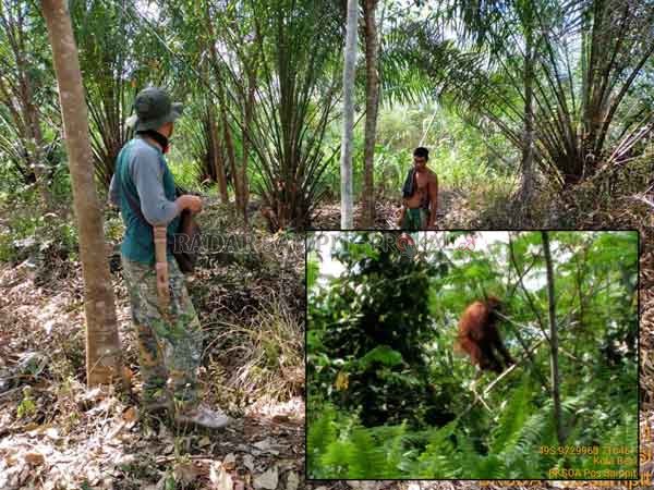 TELUSUR: Petugas Balai Konservasi Sumberdaya Alam (BKSDA) Pos Jaga Sampit mengecek keberadaan orangutan di Desa Bajarum, Kecamatan Kotabesi.(IST/RADAR SAMPIT)