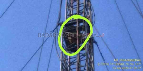 EKSTRIM: Damkar Kobar akan mengevakuasi sarang tawon di menara BTS dengan ketinggian puluhan meter, Senin (14/4).(DAMKAR KOBAR/RADAR PANGKALAN BUN)