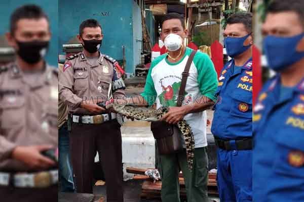 SATWA LIAR: Anggota Polres Kotim menyerahkan anak buaya muara kepada Balai Konservasi Sumber Daya Alam Pos Jaga Sampit belum lama ini.(BKSDA/RADAR SAMPIT)