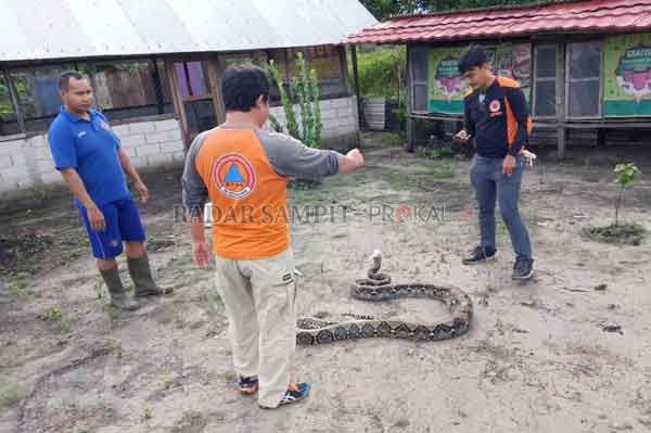 MAKAN AYAM ; Ular jenis Sanca Kembang sepanjang 4 meter berhasil dievakuasi TRC BPBD Kobar dari dalam kandang di sebuah peternakan ayam di Desa Sungai Tendang, Kecamatan Kumai, Kabupaten Kobar, Sabtu (2/5).(BPBD KOBAR/RADAR PANGKALAN BUN)