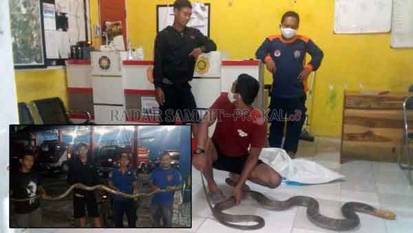 BERBAHAYA: Ular jenis King Cobra yang ditangkap ketika masuk ke rumah warga, dan ular jenis phyton yang ditangkap petugas Animal Rescue dan akan diserahkan ke SKW II BKSDA Pangkalan Bun, baru-baru tadi.(ISTIMEWA)