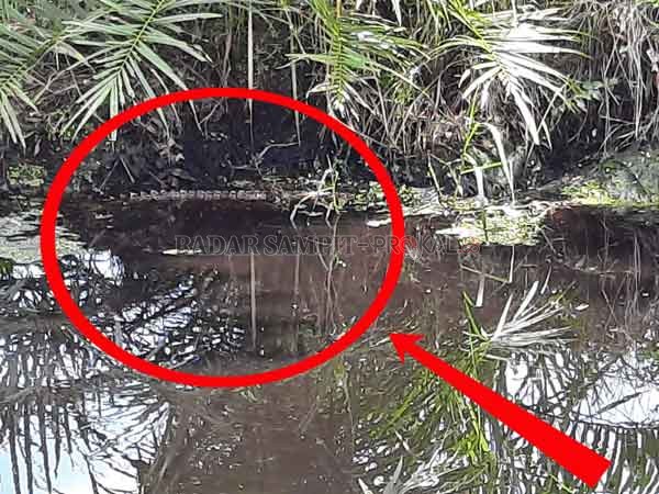 PREDATOR AIR : Seekor buaya kembali muncul di salah satu genangan air di Kecamatan Sabangau Kuala, tepatnya di saluran air area perusahaan perkebunan kelapa sawit.(IST/RADAR PALANGKA)