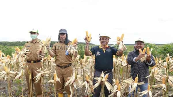 PANEN RAYA : Kepala Dinas Tanaman Pangan, Hortikultura dan Perkebunan (TPHP) Kobar Kamaludin lakukan panen raya Jagung Hibrida F1 Pertiwi 5 dan Pertiwi 6 di lahan replanting sawit di Desa Pangkalan Tiga, Senin (8/6).(DISKOMINFO/RADAR PANGKALAN BUN )