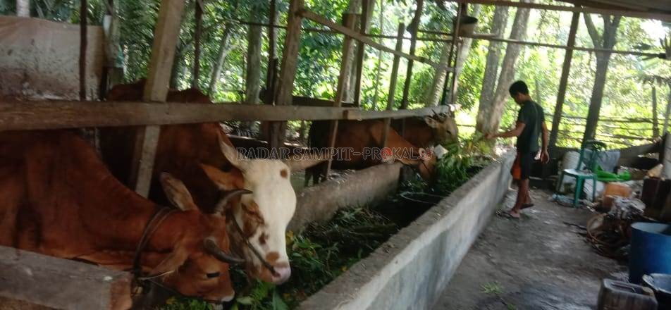 PETERNAK SAPI : Salah seorang peternak mandiri di Kecamatan Pangkalan Banteng sedang memberi makan sapi peliharaannya. Dalam beberapa hari ini mereka kesulitan mencari pakan untuk ternak mereka karena tidak diperbolehkan masuk ke kawasan perkebunan kelapa