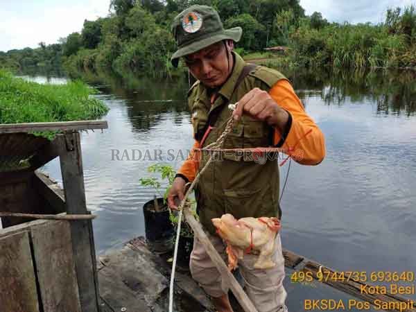 PETUGAS: Observasi yang dilakukan oleh petugas dari BKSDA Kotim di Desa Palangan dan Bajarum.(IST/RADAR SAMPIT)