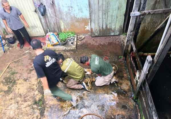 PENANGKAPAN: Petugas saat melakukan penangkapan buaya peliharaan warga di Cempaka Mulia.(IST/RADAR SAMPIT)