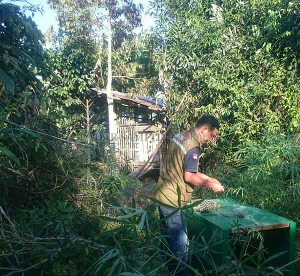 AWAS: Komandan BKSDA Pos Jaga Sampit Muriansyah  memasang perangkap beruang di wilayah Kecamatan Baamang, Sampit. (Dok.FAHRY/RADAR SAMPIT)