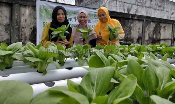 PANEN: Direktur Radar Sampit (tengah) Siti Fauziah saat mendampingi Camat Kotabesi (kanan) dan istri Camat Seranau (kiri) usai memetik sawi Pakcoy di Kebun Hidroponik 88 Radar Sampit, Minggu (12/7).(HENY/RADAR SAMPIT)