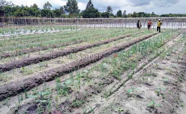 PERTANIAN : Wakil rakyat mengingatkan pemerintah daerah untuk memprogramkan sumber cadangan air bagi pertanian untuk mengantisipasi kekeringan di musim kemarau.(      Dok/RADAR SAMPIT)