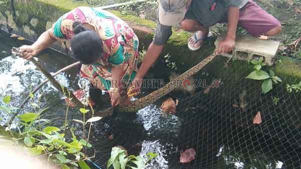 BEBASKAN ULAR: Yatimah sedang mencoba membebaskan ular yang tersangkut di jaring, Selasa (28/7).(ISTIMEWA/RADAR SAMPIT )