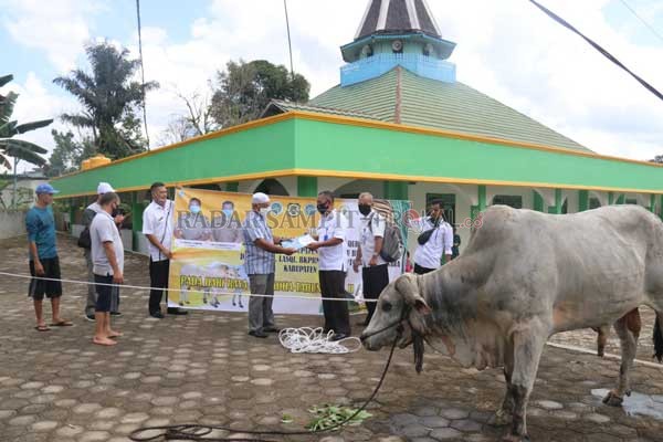 SAPI KURBAN : Pemerintah Kabupaten (Pemkab) Lamandau menyalurkan 65 ekor sapi untuk hari raya Idul Adha tahun ini. Jumlah tersebut lebih banyak dibandingkan tahun lalu. Puluhan ekor sapi tersebut telah disalurkan ke masjid-masjid yang ada di kabupaten Lam