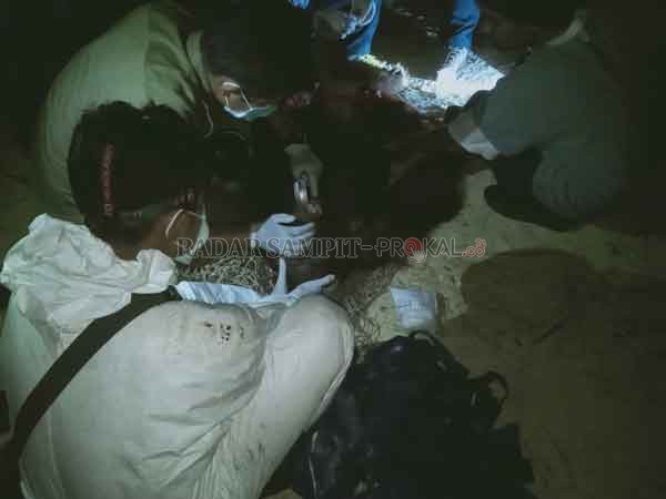 EVAKUASI ORANGUTAN : Tim WRU BKSDA SKW II Pangkalan Bun melakukan rescue terhadap satu individu Orangutan seberat 50 kilogram di Desa Sungai Tendang, Kecamatan Kumai, Kabupaten Kobar, Senin (10/8).(BKSDA SKW II PANGKALAN BUN/RADAR PANGKALAN BUN)