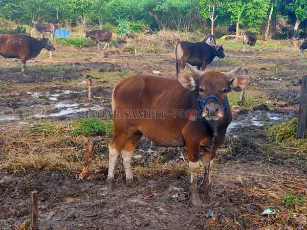 Sapi saat musim kurban yang banyak didatangkan pedagang dari luar daerah ke Sampit.(DOK.RADAR SAMPIT)