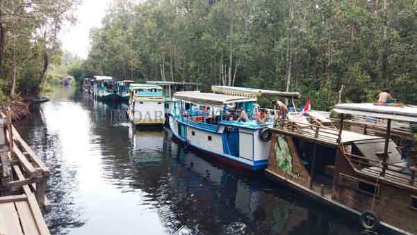 WISATA : Sejumlah perahu yang biasa membawa wisatawan ke kawasan TNTP, dengan melintasi sungai Sekonyer saat belum Pendemi Covid-19, beberapa waktu lalu.(Dok.Radar Pangkalan Bun)