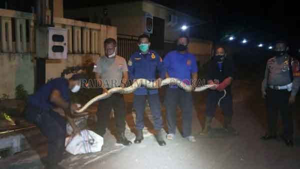 NYASAR: Ular jenis phiton dari selokan depan salon kecantikan Jalan Tarmili, Kelurahan Sidorejo, ketika dievakuasi, Sabtu (19/9) pukul 22.30 WIB.(Istimewa/Damkar Kobar)