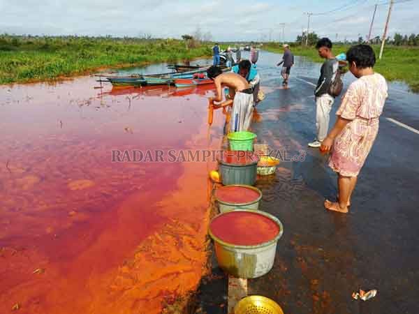 TERGULING : Truk tronton pengangkut CPO terguling di kilometer 29 Jalan Pangkalan Bun- Kolam, Selasa (22/9) malam.(ISTIMEWA/RADAR PANGKALAN BUN)