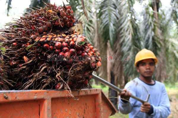 PLASMA : Perusahaan kelapa sawit didesak melaksanakan kewajiban pembangunan kebun sawit rakyat atau plasma.(Dok/JPG)