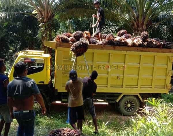 PANEN SAWIT : Para petani di Desa Suja sedang memuat kelapa sawit hasil panen kebun mereka.(ISTIMEWA/RADAR PANGKALAN BUN)