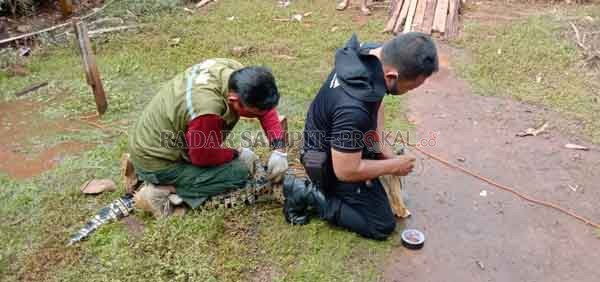 SERAH TERIMA: Komandan BKSDA Pos Jaga Sampit dibantu petugas Manggala Agni saat mengamankan buaya hasil temuan warga di Desa Sungai Paring, Rabu (28/10).(IST/RADAR SAMPIT)