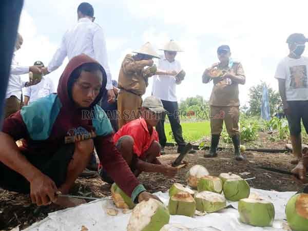 MENGGIURKAN: Wasto (baju merah) saat menyediakan buah kepala kepada rombongan Kepala BRG RI Nazir Foead di Desa Talio, Kecamatan Pandih Batu, Pulpis, baru-baru ini.(DODI/RADAR SAMPIT)