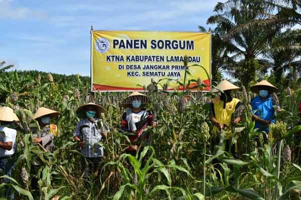 POTENSIAL : Kegiatan pemanenan tanaman sorgum yang juga dihadiri Bupati Lamandau Hendra Lesmana, kemarin.(istimewa)